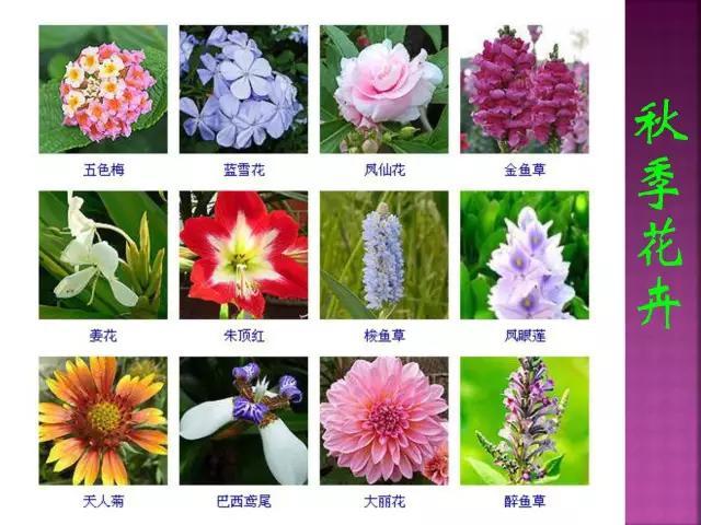 开花花卉大全