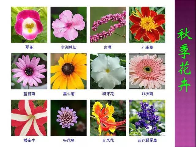 开花花卉大全