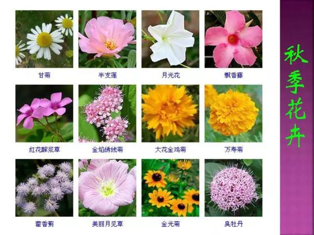 开花花卉大全