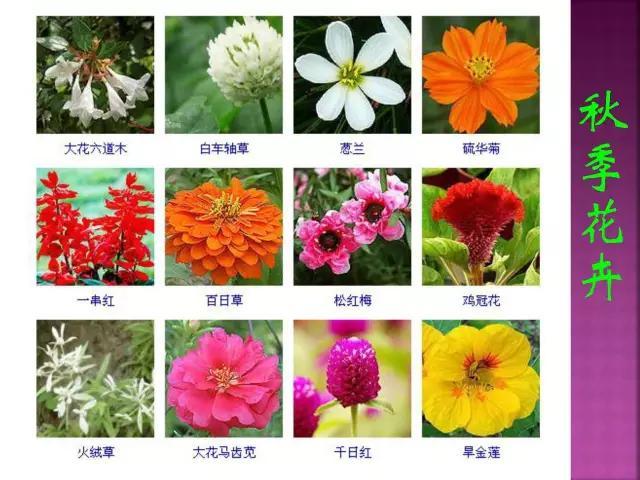 开花花卉大全
