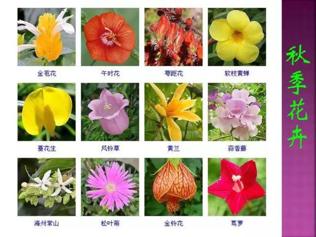 开花花卉大全