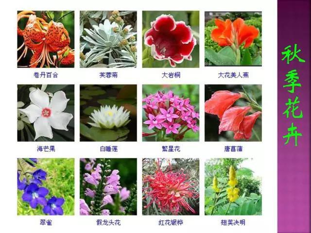 开花花卉大全