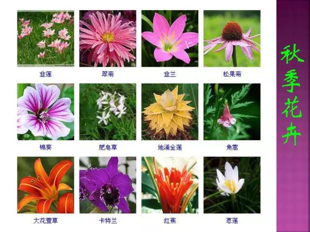 开花花卉大全