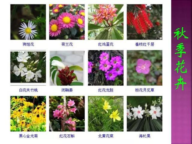 开花花卉大全