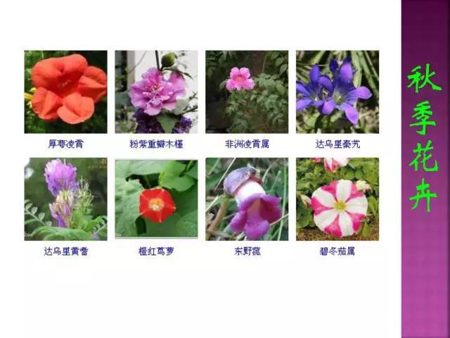 开花花卉大全