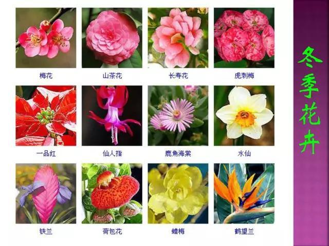 开花花卉大全