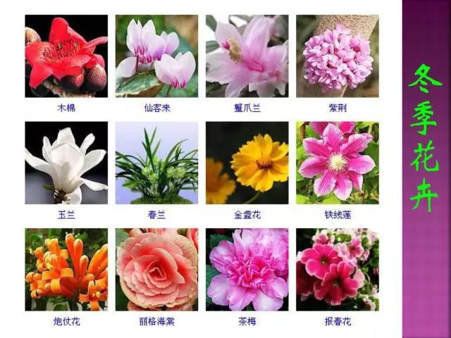 春夏秋冬四季的开花花卉大全