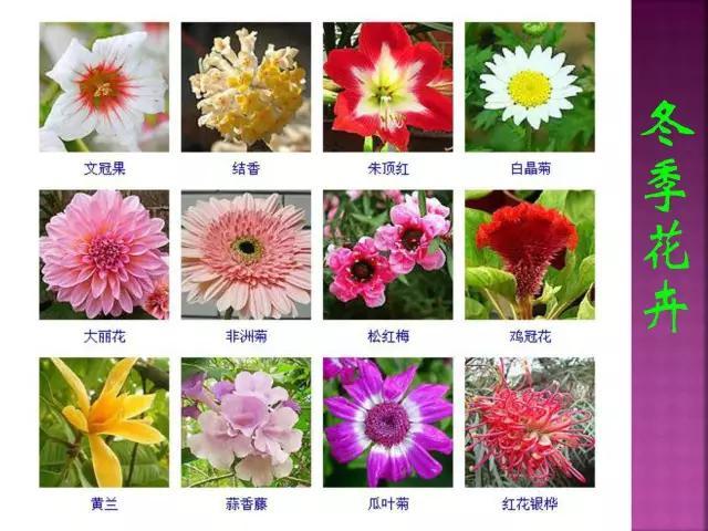 开花花卉大全
