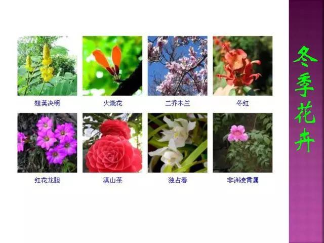 开花花卉大全