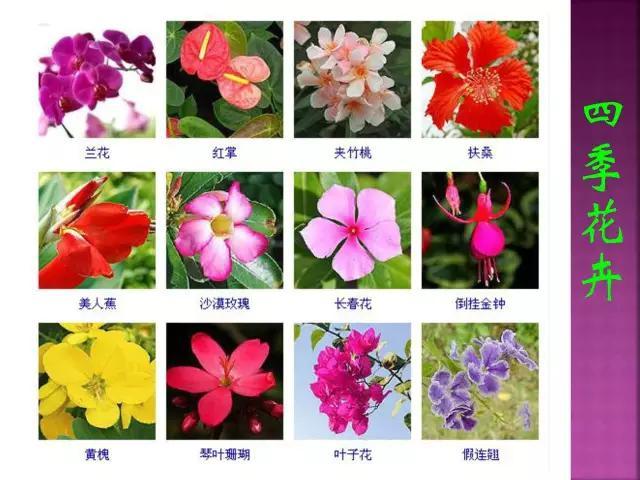 开花花卉大全
