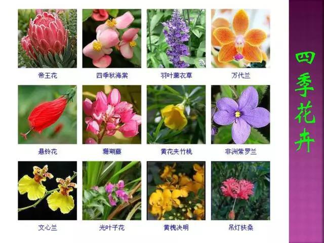 开花花卉大全