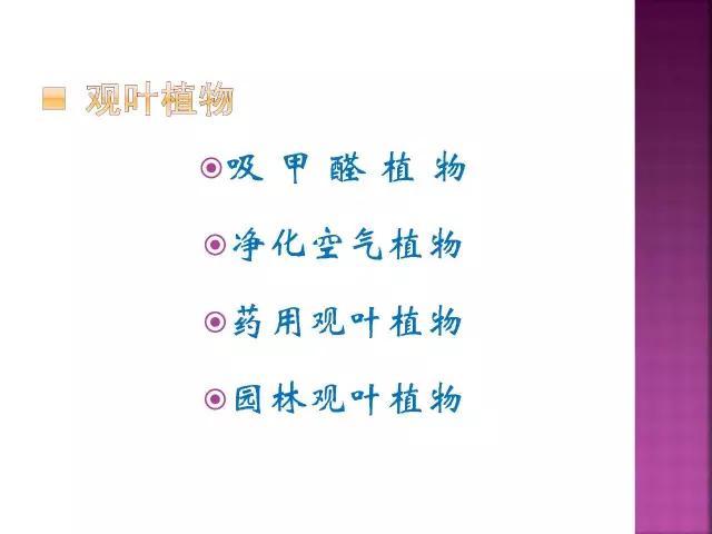开花花卉大全