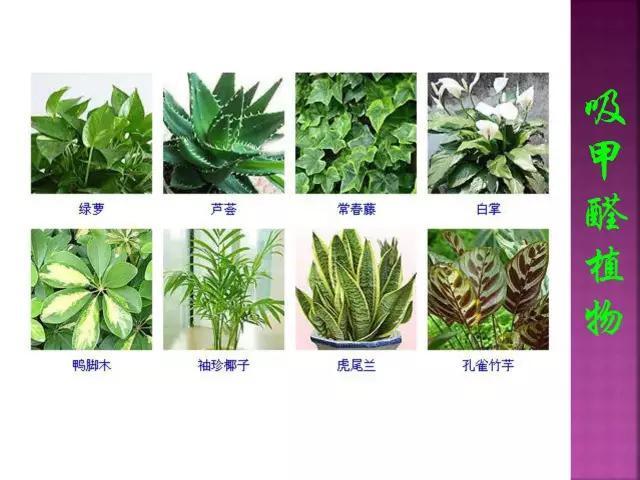 开花花卉大全