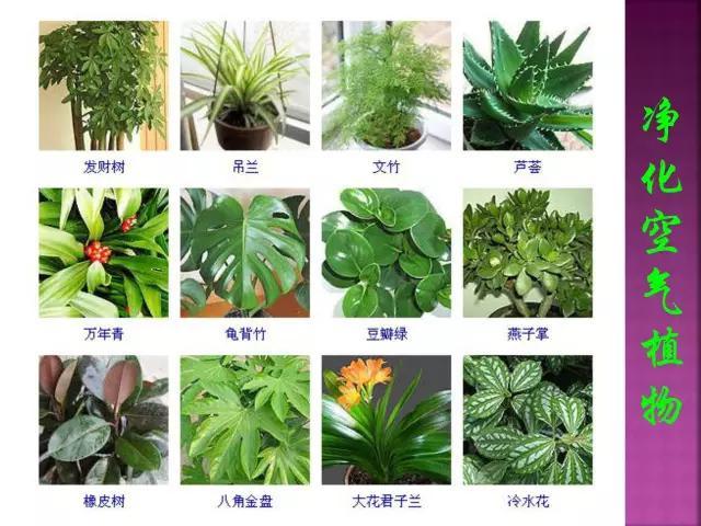 开花花卉大全