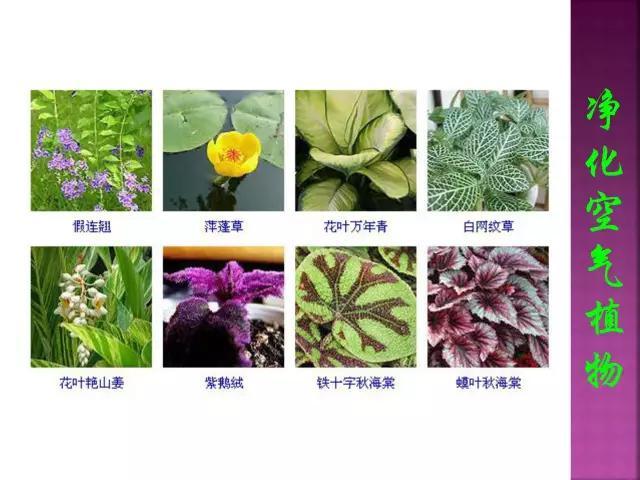 开花花卉大全