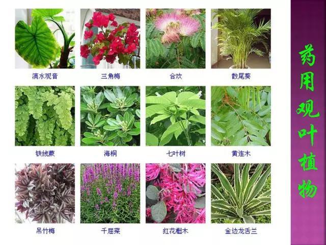 开花花卉大全
