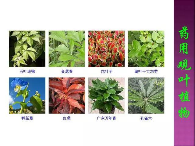 开花花卉大全