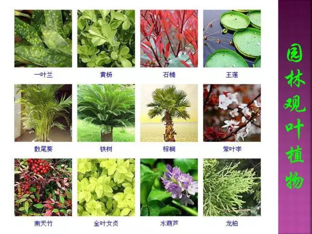 开花花卉大全
