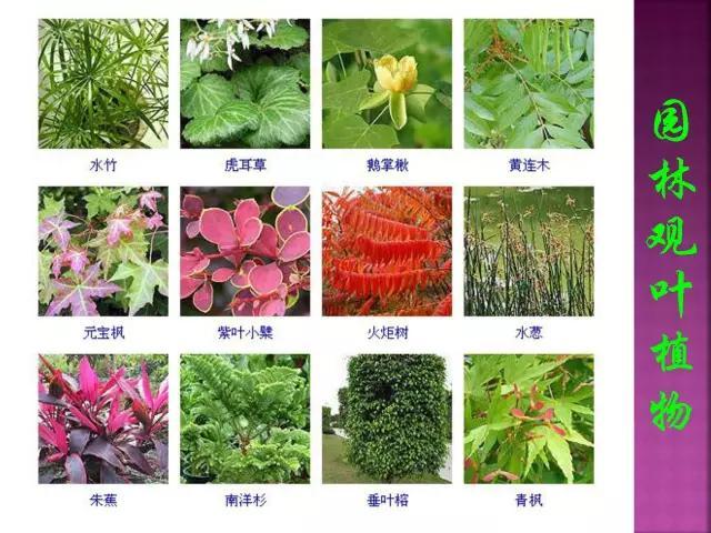 开花花卉大全