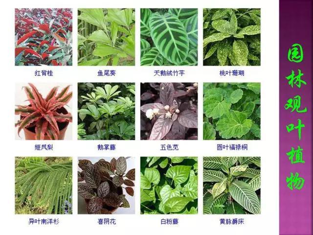 开花花卉大全