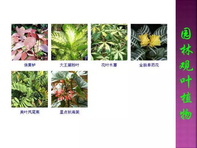 开花花卉大全
