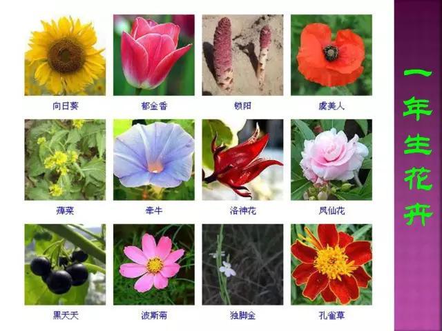 开花花卉大全