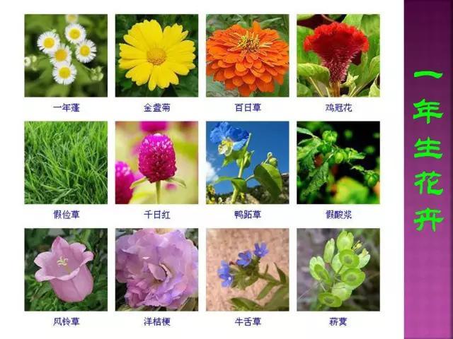 开花花卉大全