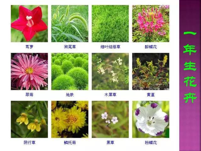 开花花卉大全
