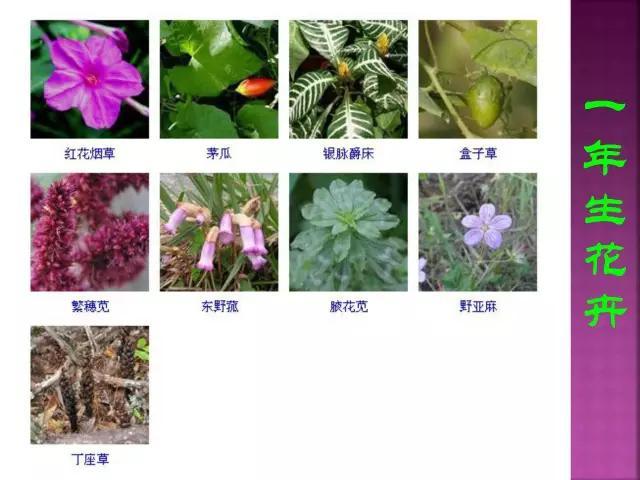 开花花卉大全
