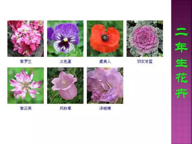 开花花卉大全
