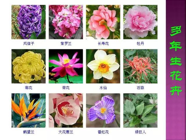 开花花卉大全