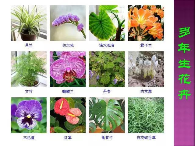 开花花卉大全