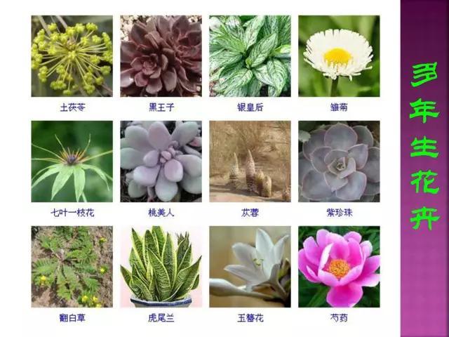 开花花卉大全