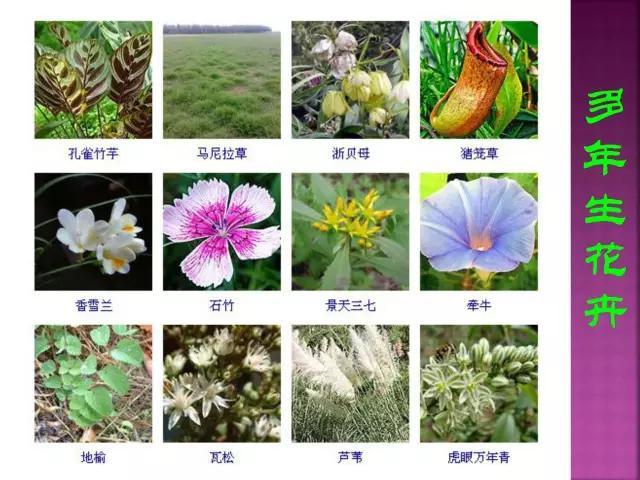 开花花卉大全