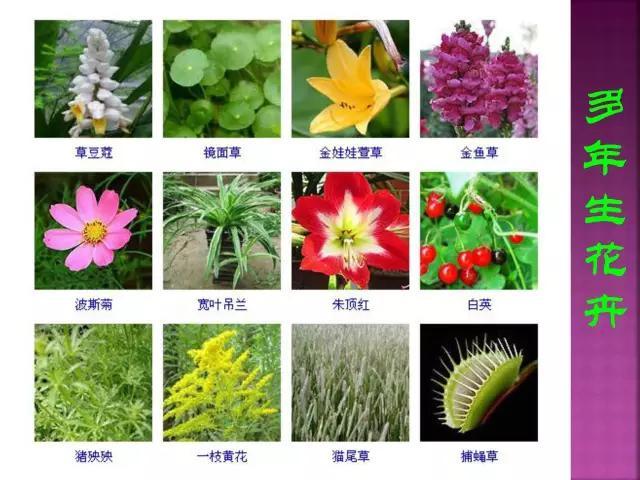 开花花卉大全