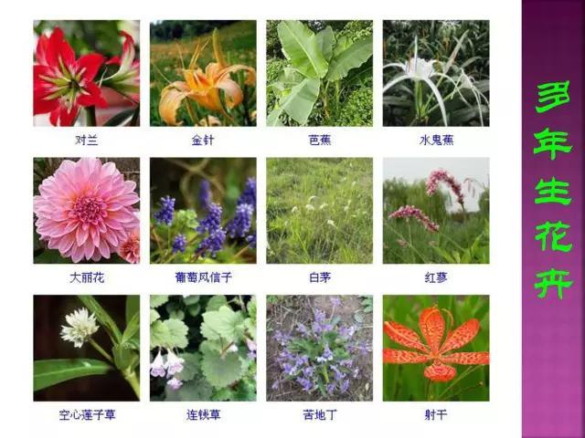 开花花卉大全