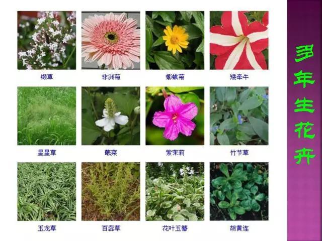 开花花卉大全