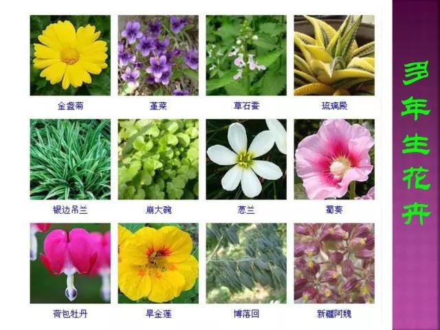 开花花卉大全