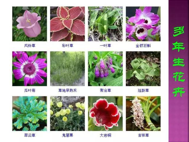 开花花卉大全