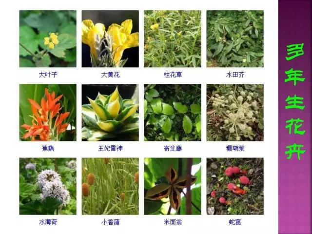 开花花卉大全