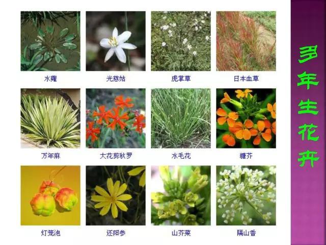 开花花卉大全