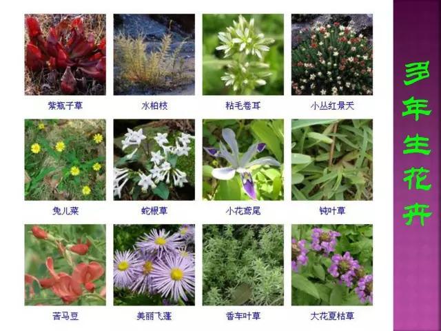 开花花卉大全