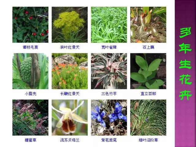开花花卉大全