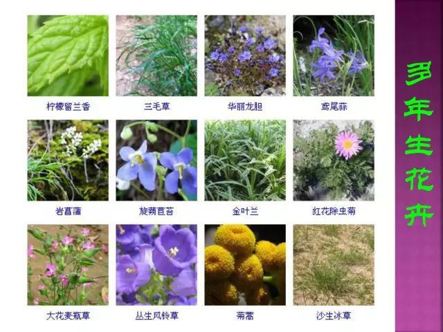 开花花卉大全