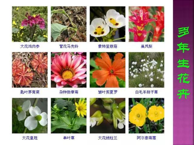 开花花卉大全