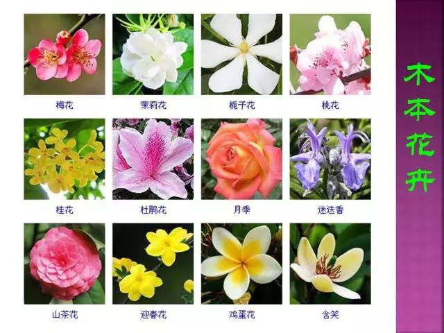 开花花卉大全