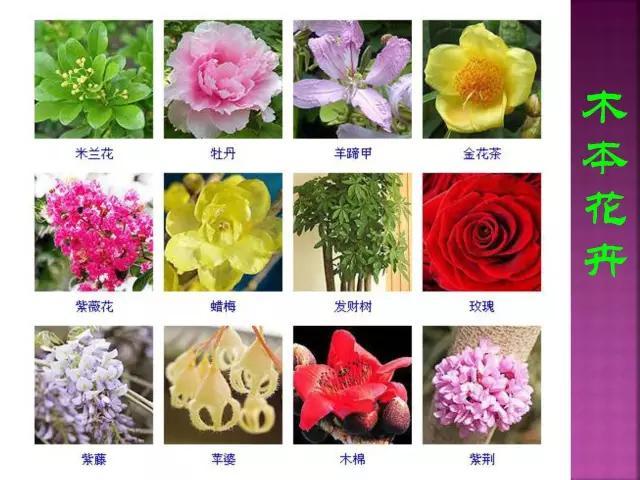 开花花卉大全
