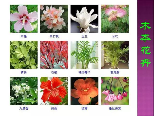开花花卉大全