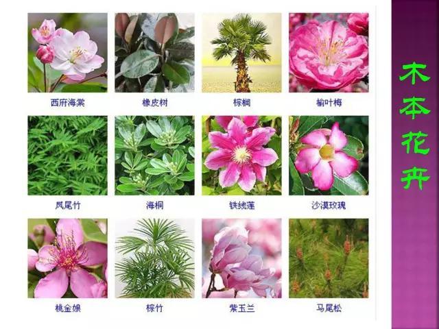 开花花卉大全