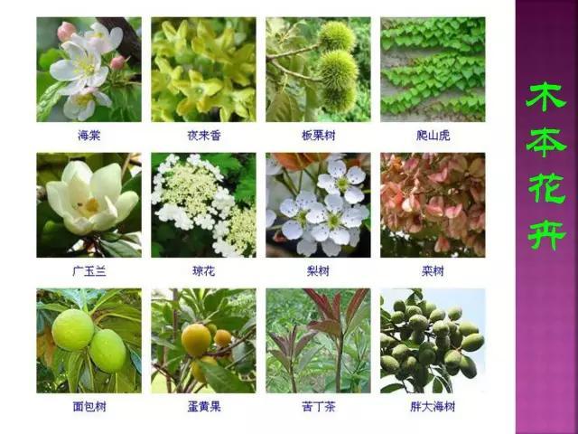 开花花卉大全
